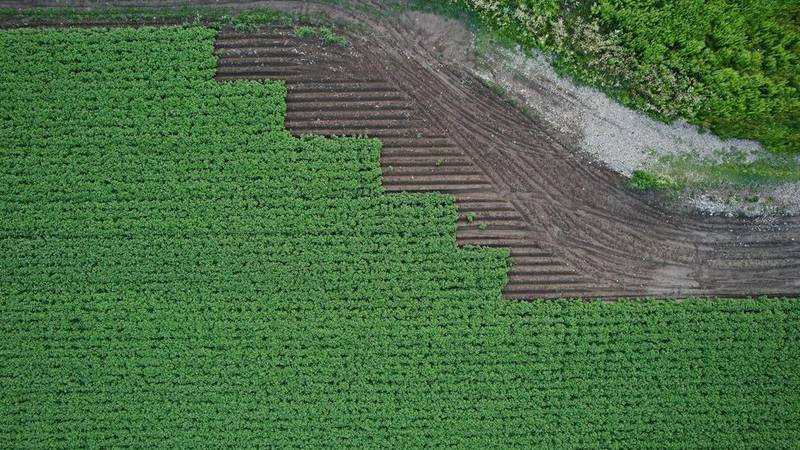 Aerial crop rows for farm mapping
